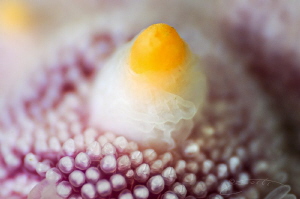 ~ Sunny Side Up ~ by Geo Cloete 
